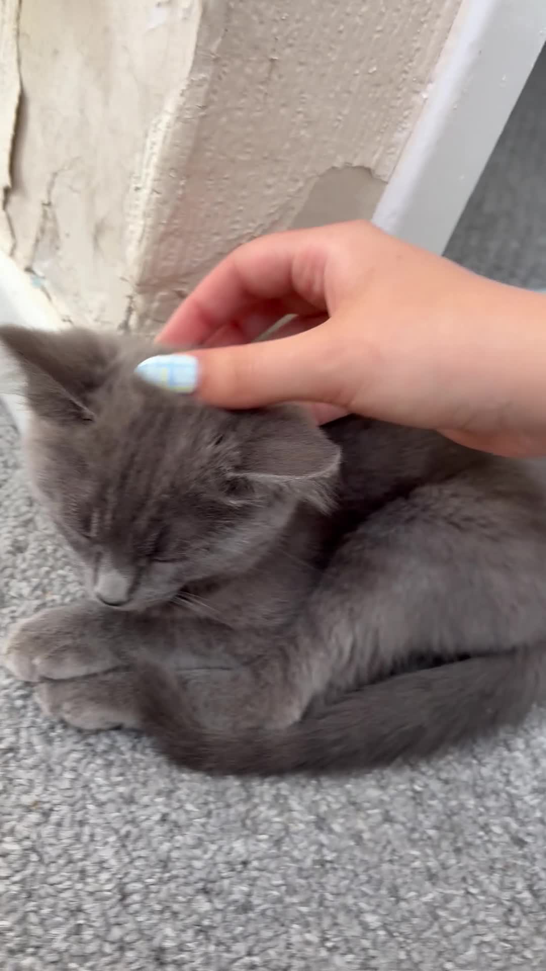 Mixed Breed cats for sale: Blue and Black Bonded Pair Male Kittens - Video 1