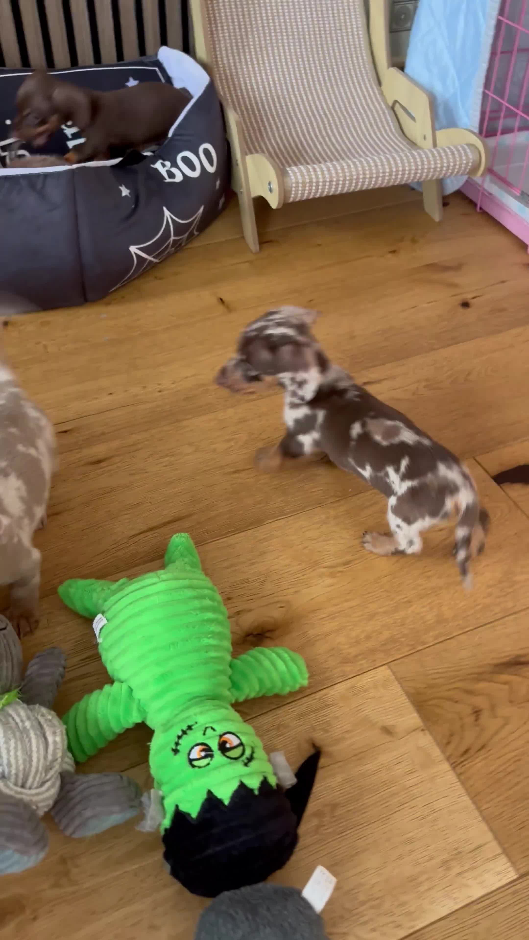 Miniature Dachshund dogs for sale: Miniature Dachshund Puppies - Video 1
