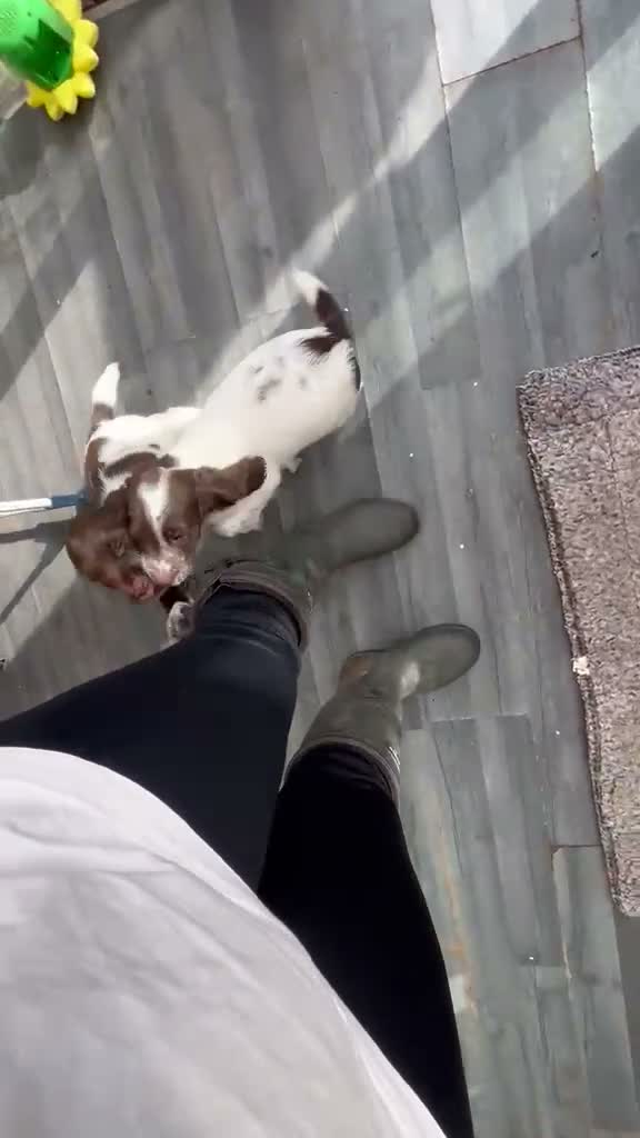 English Springer Spaniel dogs for sale: Springer spaniel dog pup  in Bromyard - Video 1