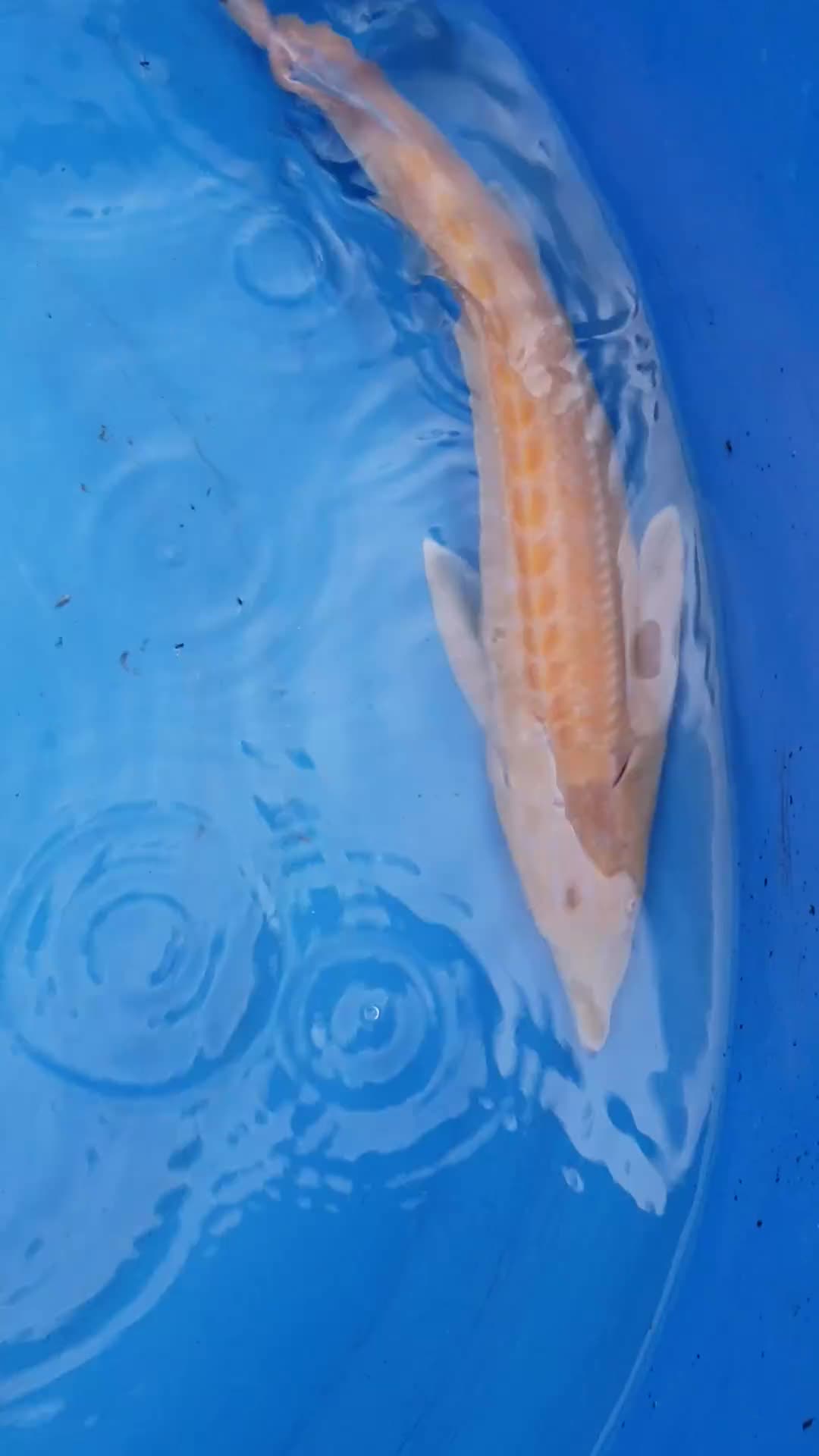 Other/Mixed Breed fish for sale: Albino sterlet  - Video 1