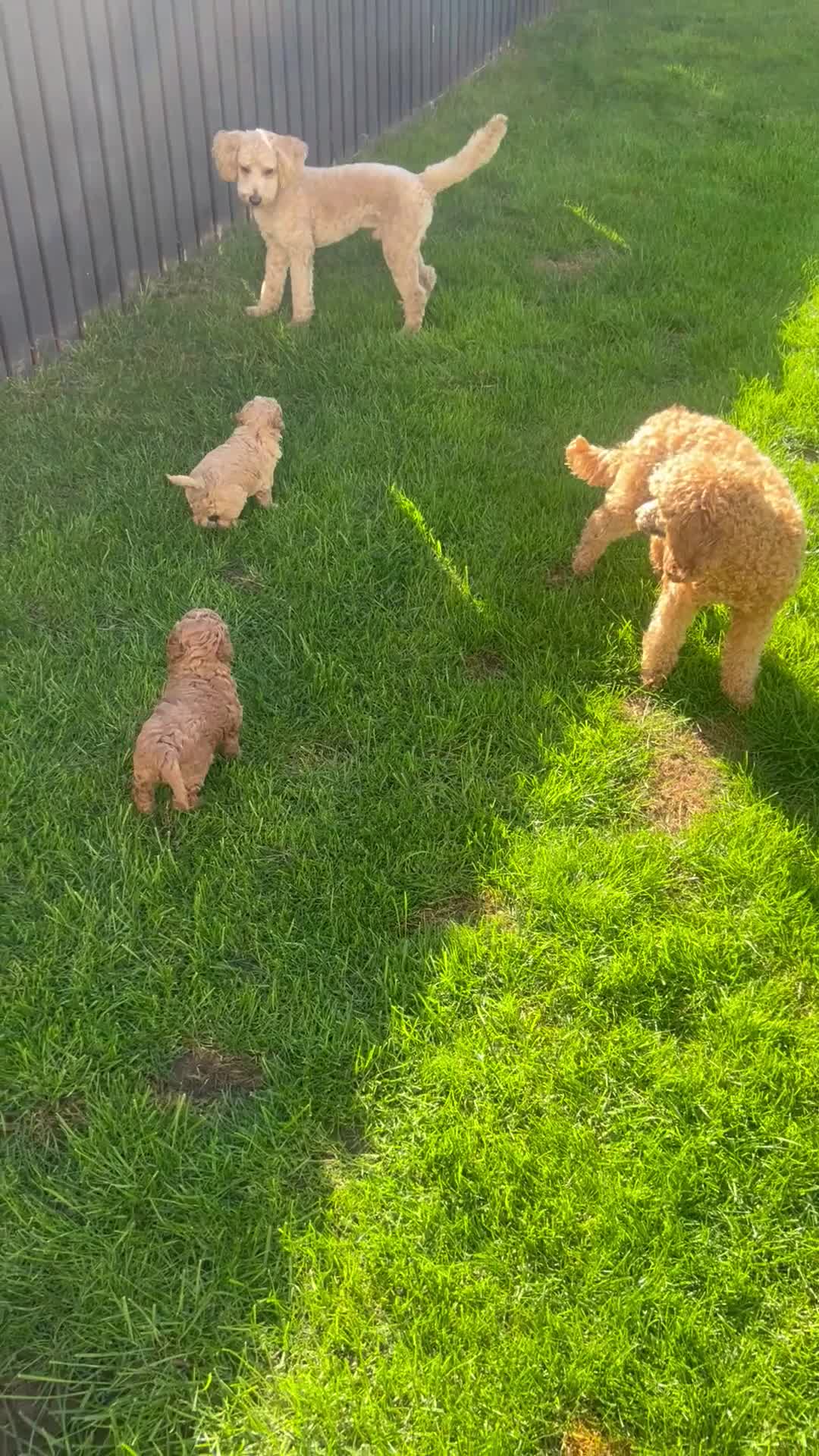 Toy Poodle dogs for sale: Gorgeous kc registered toy poodle pups  - Video 3