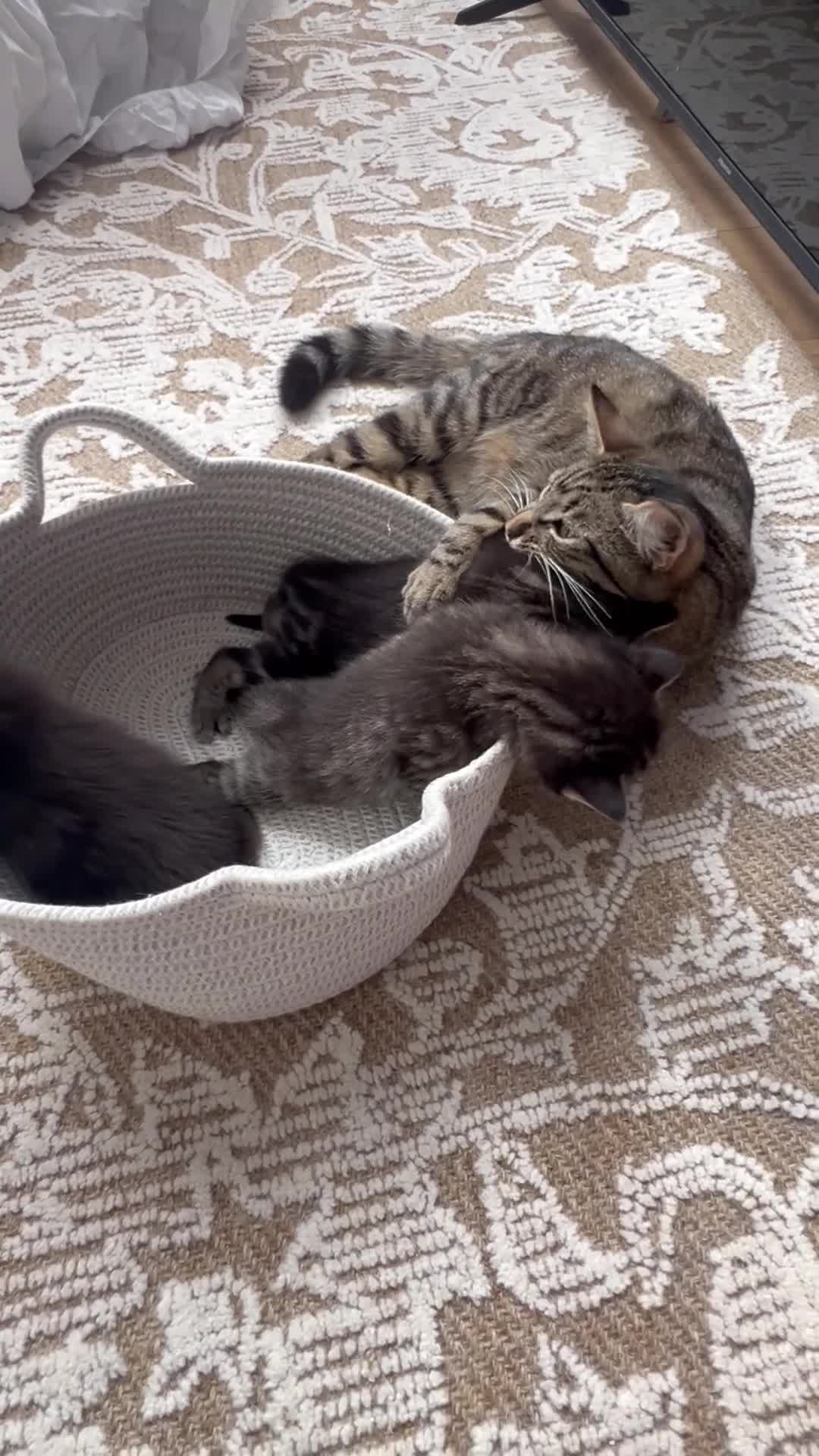 Mixed Breed cats for sale: Mixed Bengal  in London - Video 3