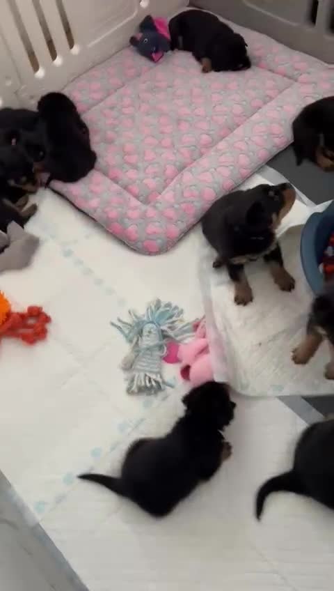 Rottweiler dogs for sale: Rottweiler pups KC Registered + Champ Bloodlines - Video 1