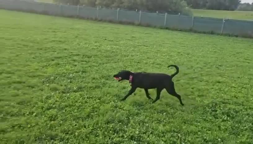 Mixed Breed dogs for adoption: ❤️🐶 LILY – EVERYTHING PEOPLE DREAM OF IN A DOG in Sale - Video 5
