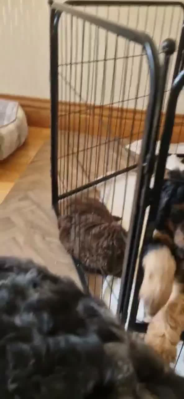 Cockapoo dogs for sale: Beautiful Cockapoo's x 3 - Video 2