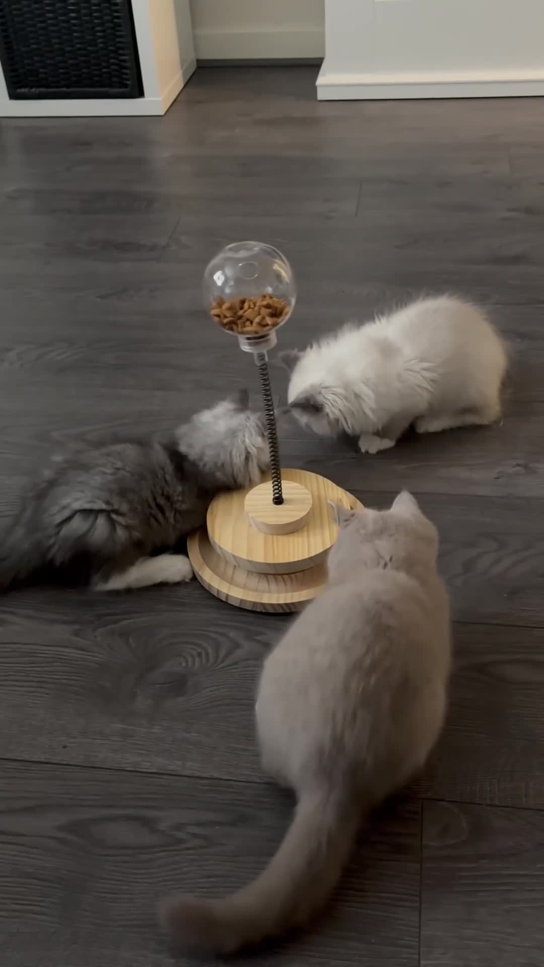 British Shorthair cats for sale: Beautiful lilac British shorthair  - Video 3