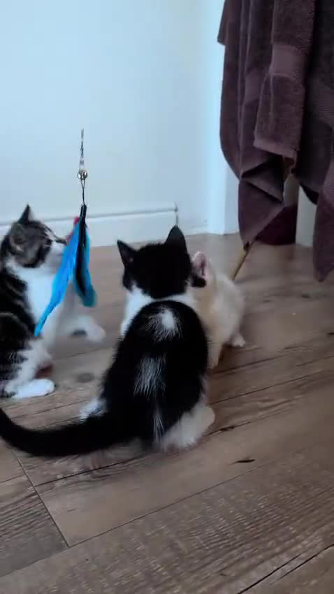 Mixed Breed cats for sale: Adorable Kittens - Litter Trained - Video 1