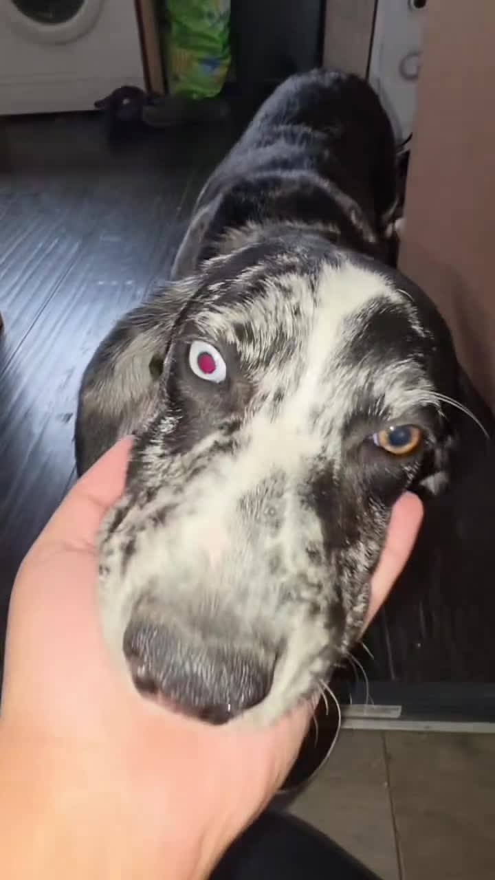 Mixed Breed dogs for sale: Unfortunate Rehome (mum is cover pic) - Video 3