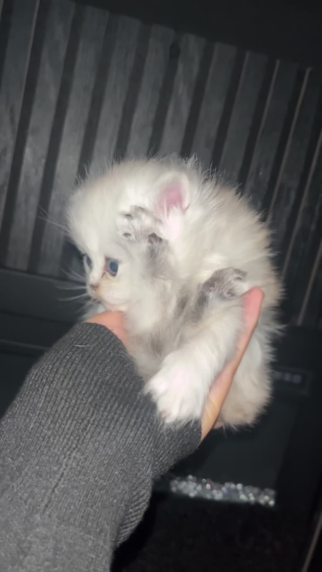 Persian cats for sale: Persian kittens - Video 4