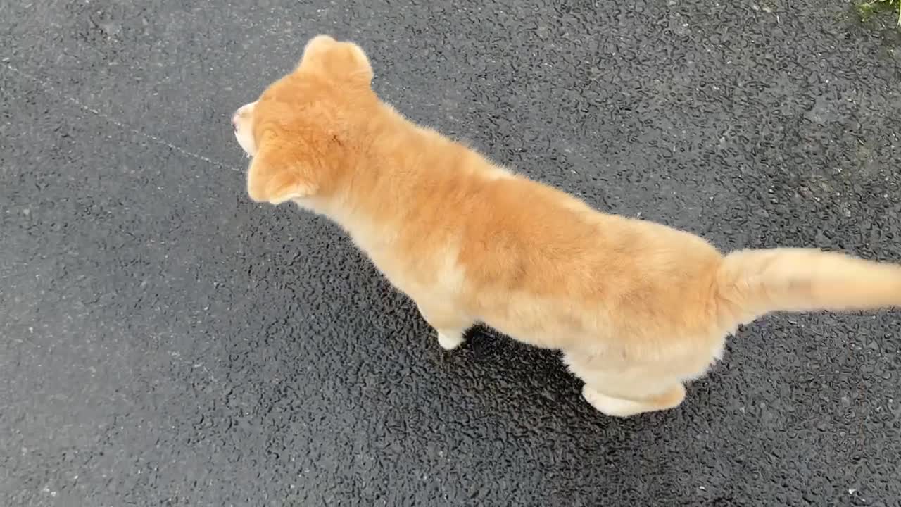 Chow Chow dogs for sale: Chocolate Merle blue eyed chowsky male puppy  - Video 1