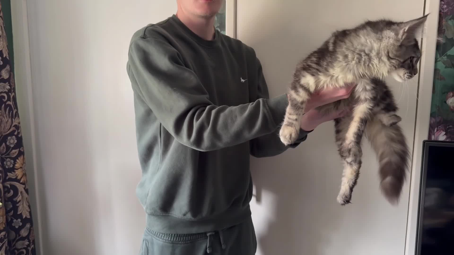 Maine Coon cats for sale: TICA registered European Maine coons  - Video 2