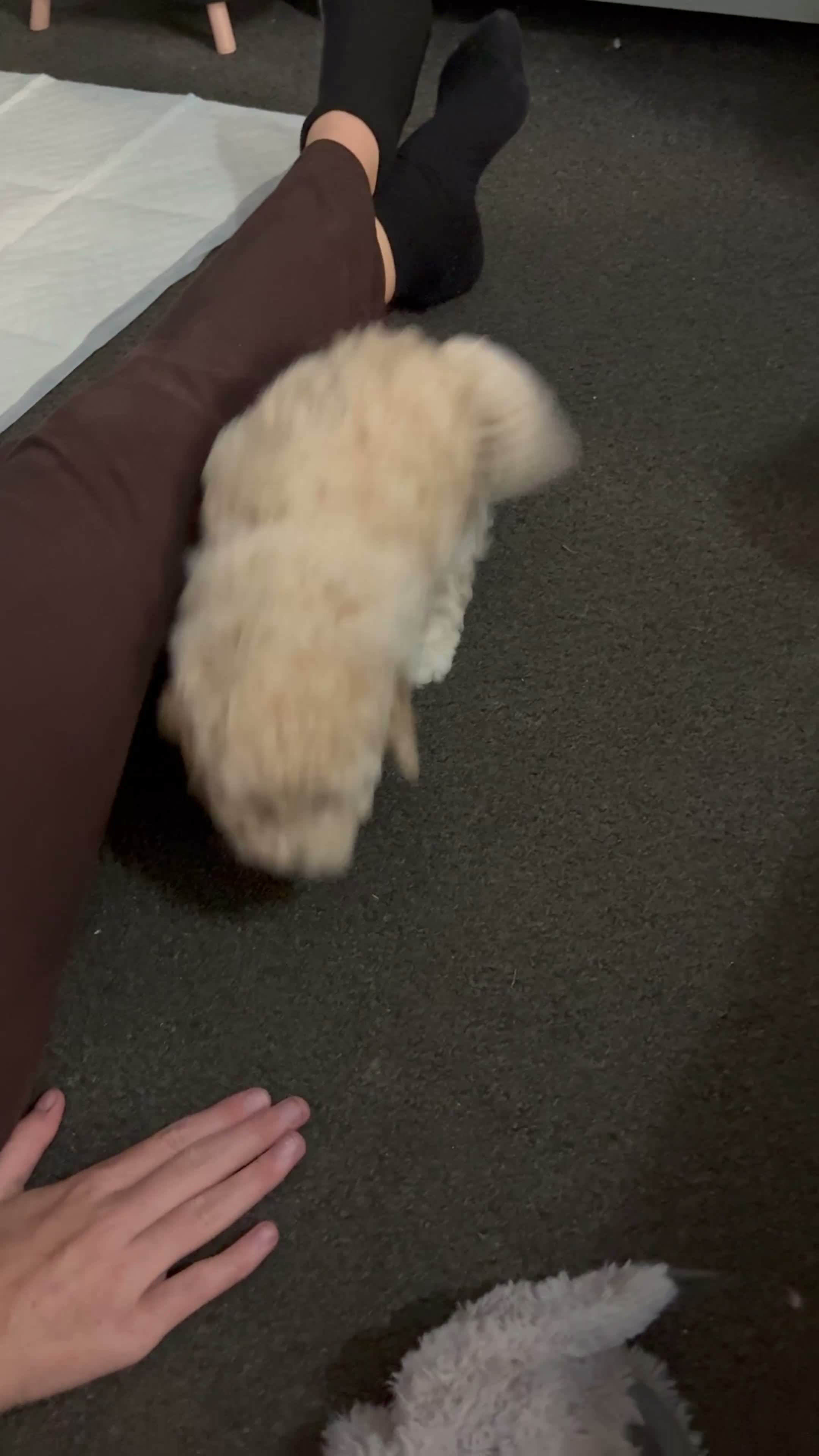 Mixed Breed dogs for sale: Toy/mini poodle  - Video 2