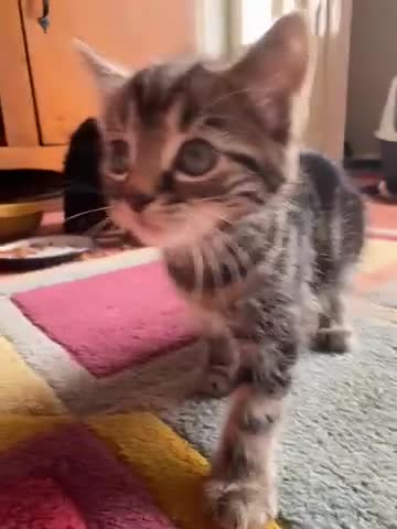 Mixed Breed cats for sale: 5 beautiful Kittens  - Video 2