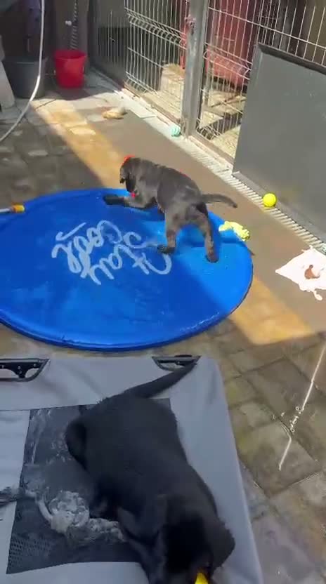 Labrador Retriever dogs for sale: KC Reg Yellow & Black Labrador Pupp - Video 2
