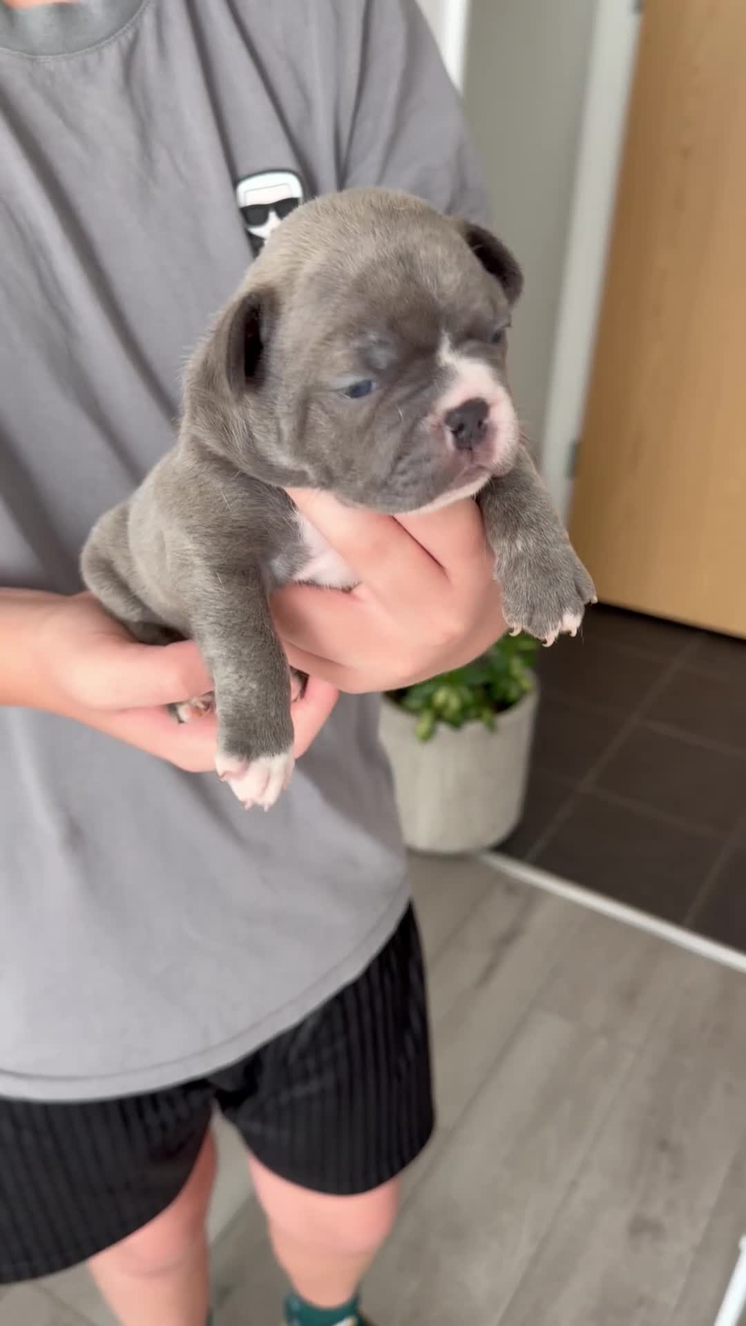 French Bulldog dogs for sale: Beautiful Pedigree French Bulldog girls🥰 - Video 1