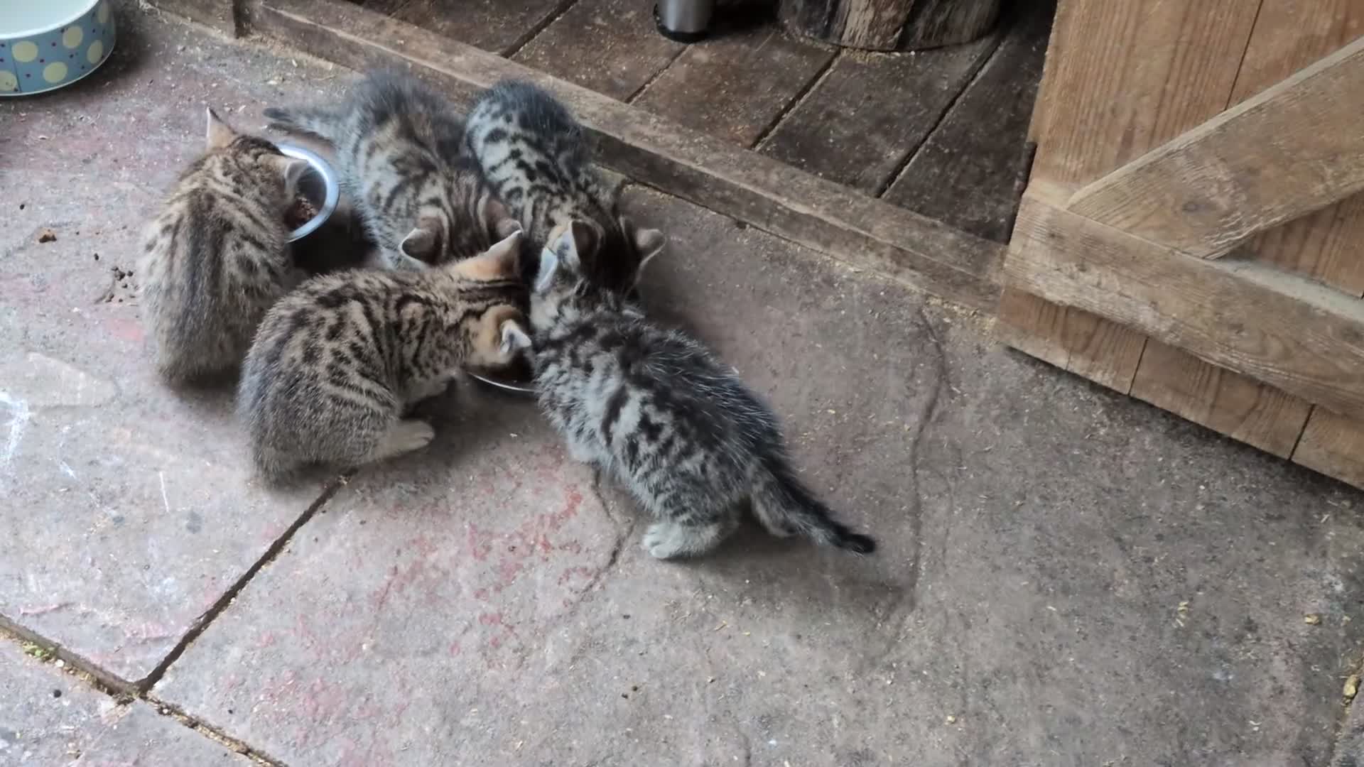 Mixed Breed cats for sale: Ready to leave... Gorgeous Bengal X Kittens - Video 3