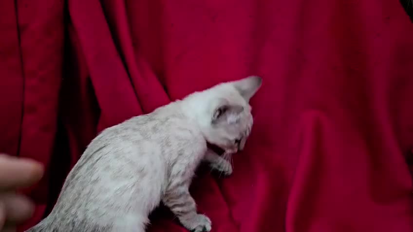 Bengal cats for sale: Guaranteed to be Cuddly *ready now*   - Video 2