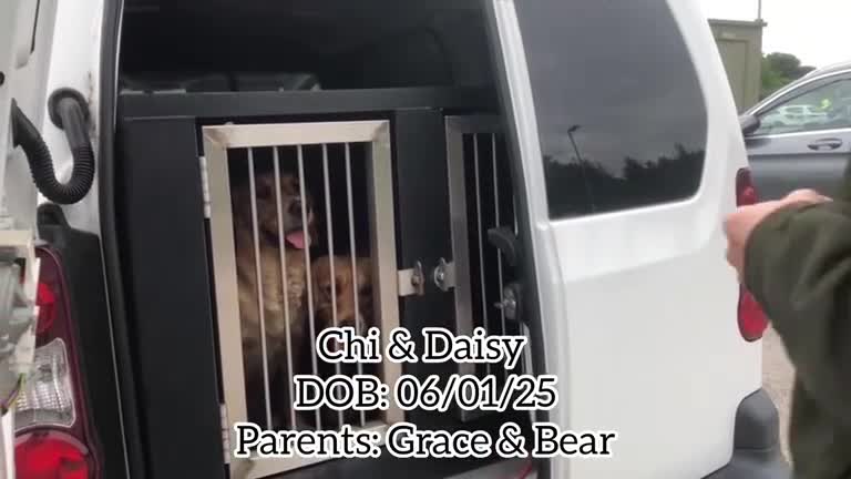 Golden Retriever dogs for sale: KC Reg Dark Red Golden Retriever-100% DNA Tested - Video 4