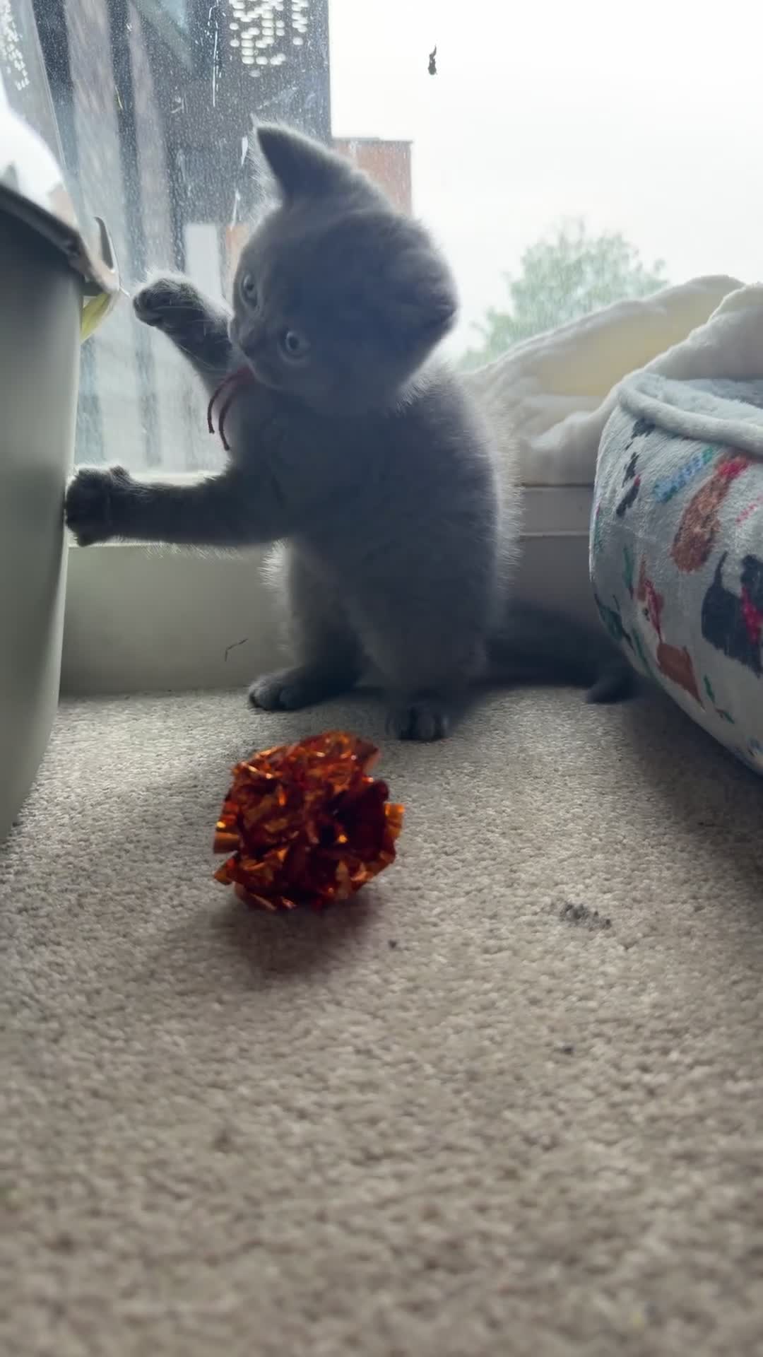 British Shorthair cats for sale: NOW READY British Shorthair Blue Female BEAUTIFUL - Video 1