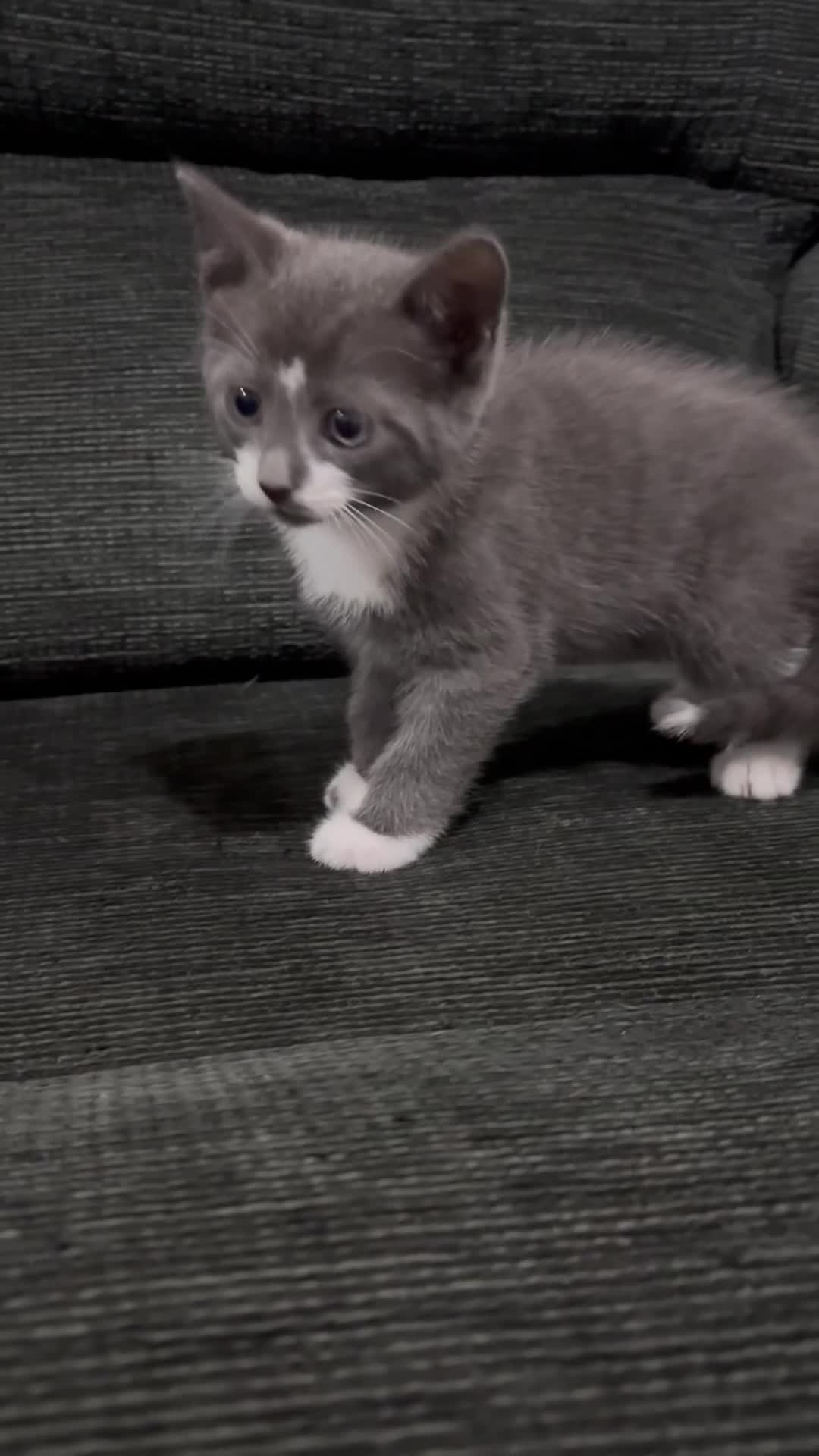 Mixed Breed cats for sale: Kittens ready this week. - Video 2