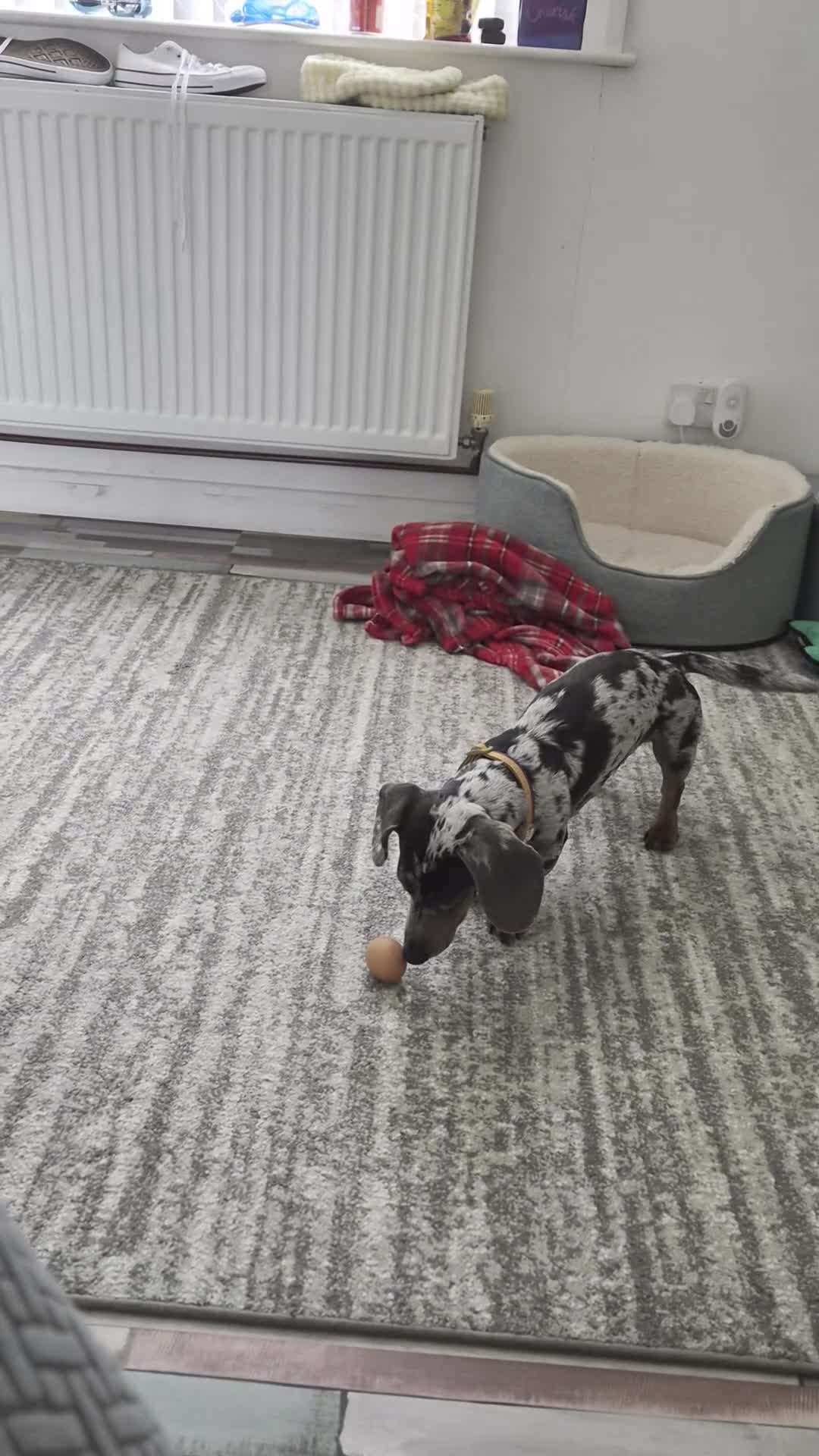 Miniature Dachshund dogs for sale: Sad Sale..please no judgement. - Video 1