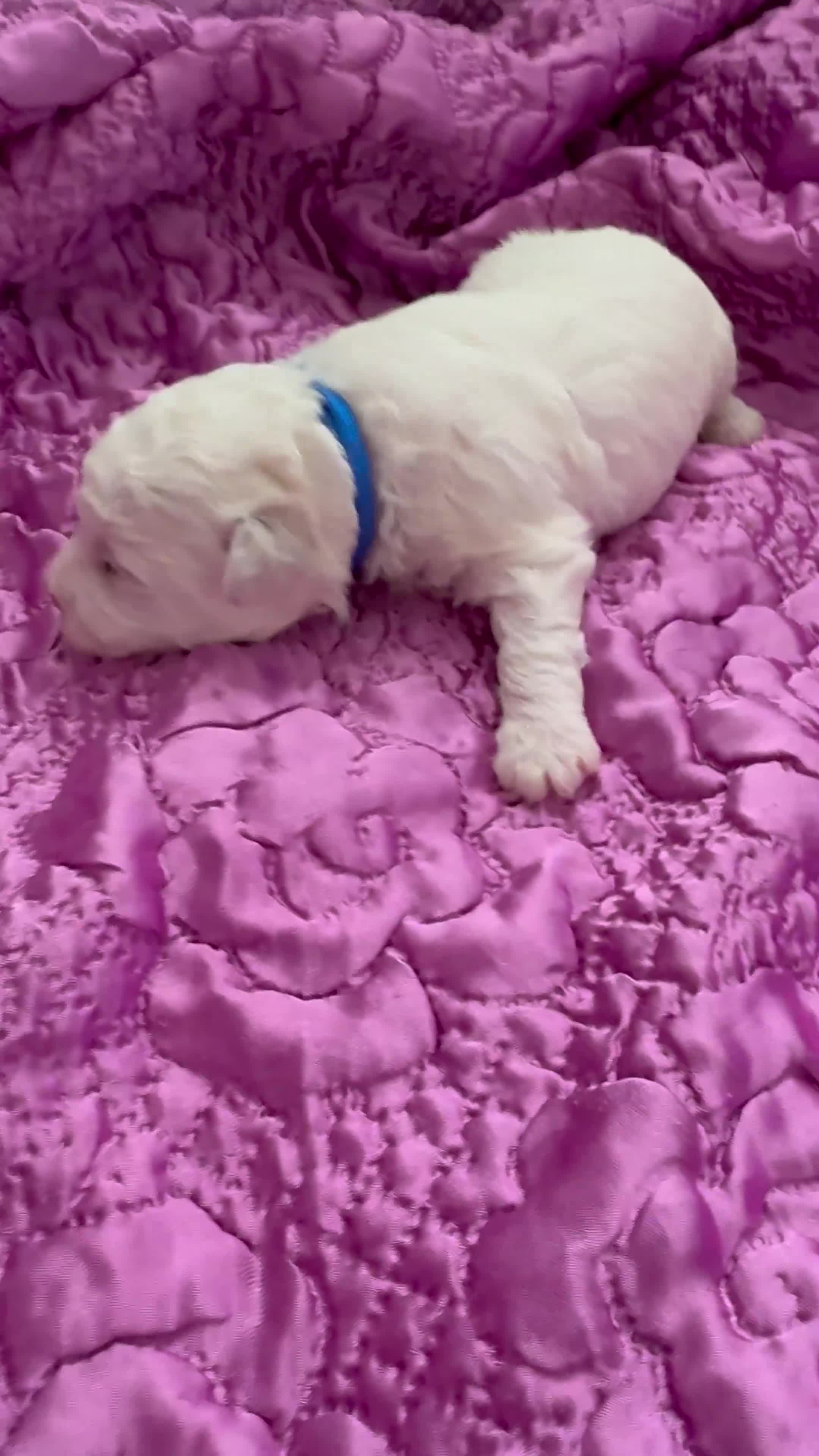 Bichon Frise dogs for sale: ☁️ Little Clouds Looking for Their Forever Home ☁️ - Video 3