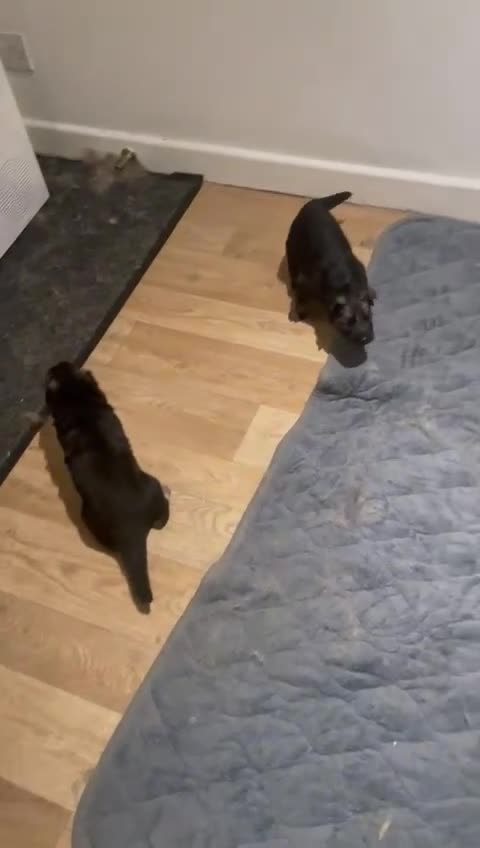 German Shepherd dogs for sale: Long-Medium hair pure bred German Shepherds 🇩🇪 - Video 2