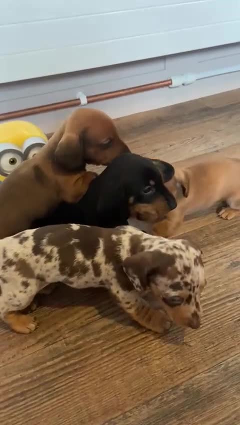 Miniature Dachshund dogs for sale: Miniature dachshund  - Video 1