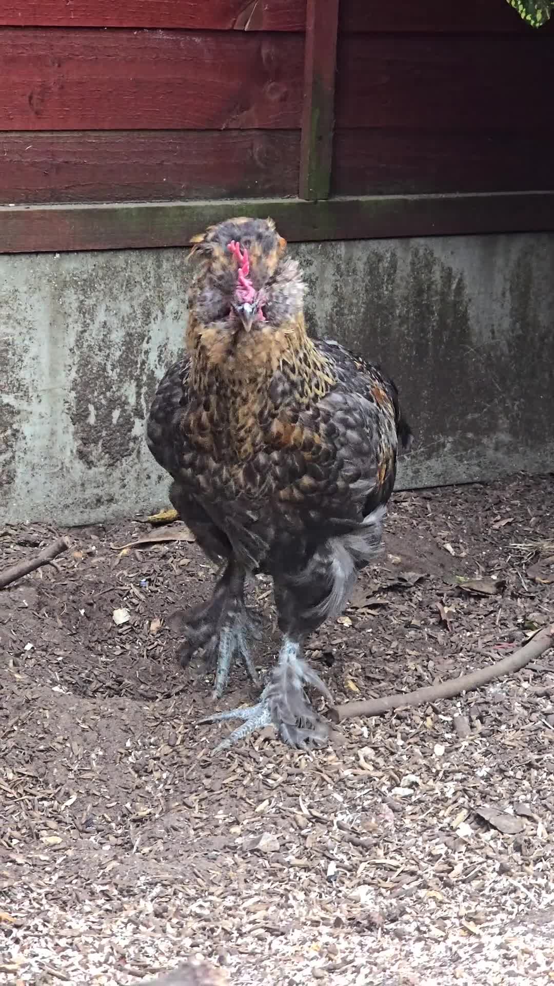 Chickens poultry for sale: Araucana x Silkie boy - Video 1