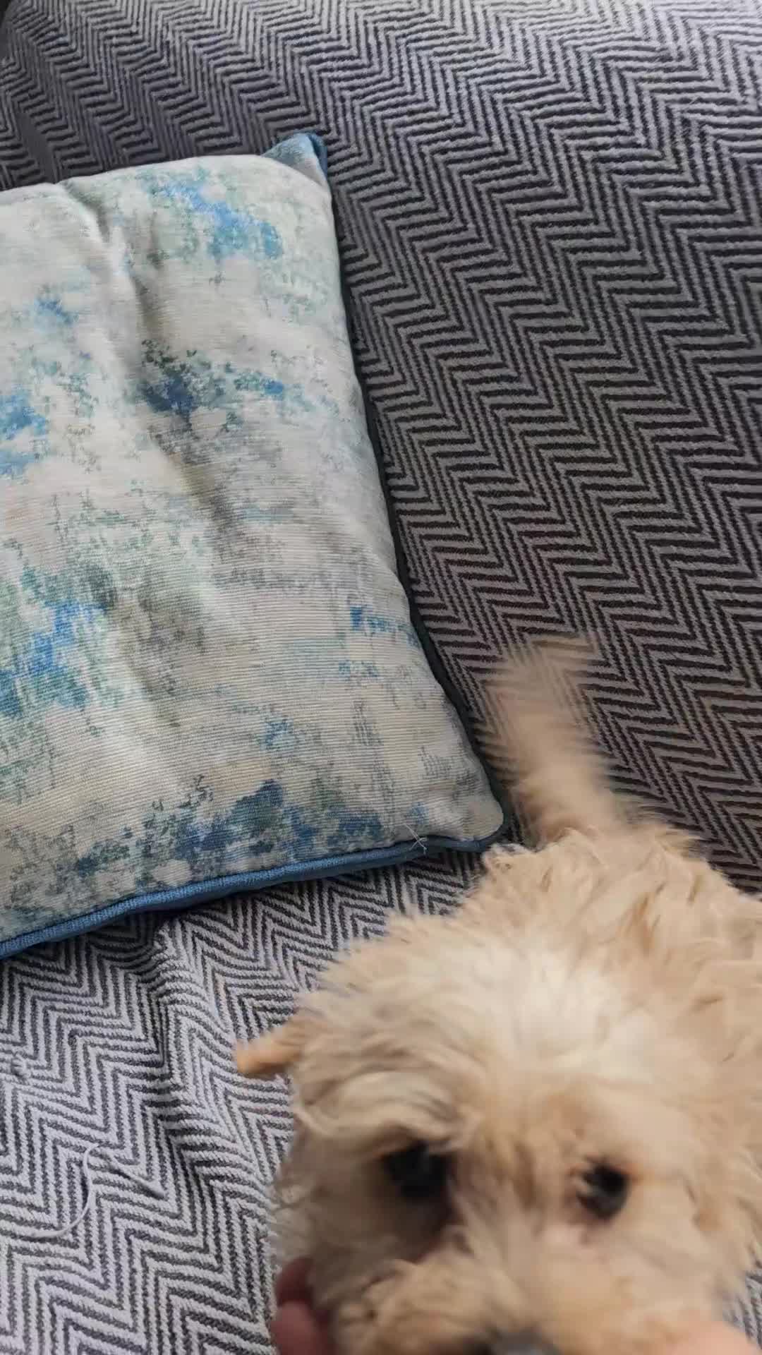 Mixed Breed dogs for sale: Last girl left  - Video 2