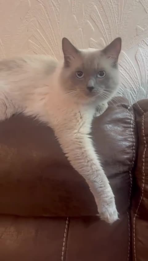 Ragdoll cats for sale: 2 stunning ragdoll boys in Buckie - Video 1