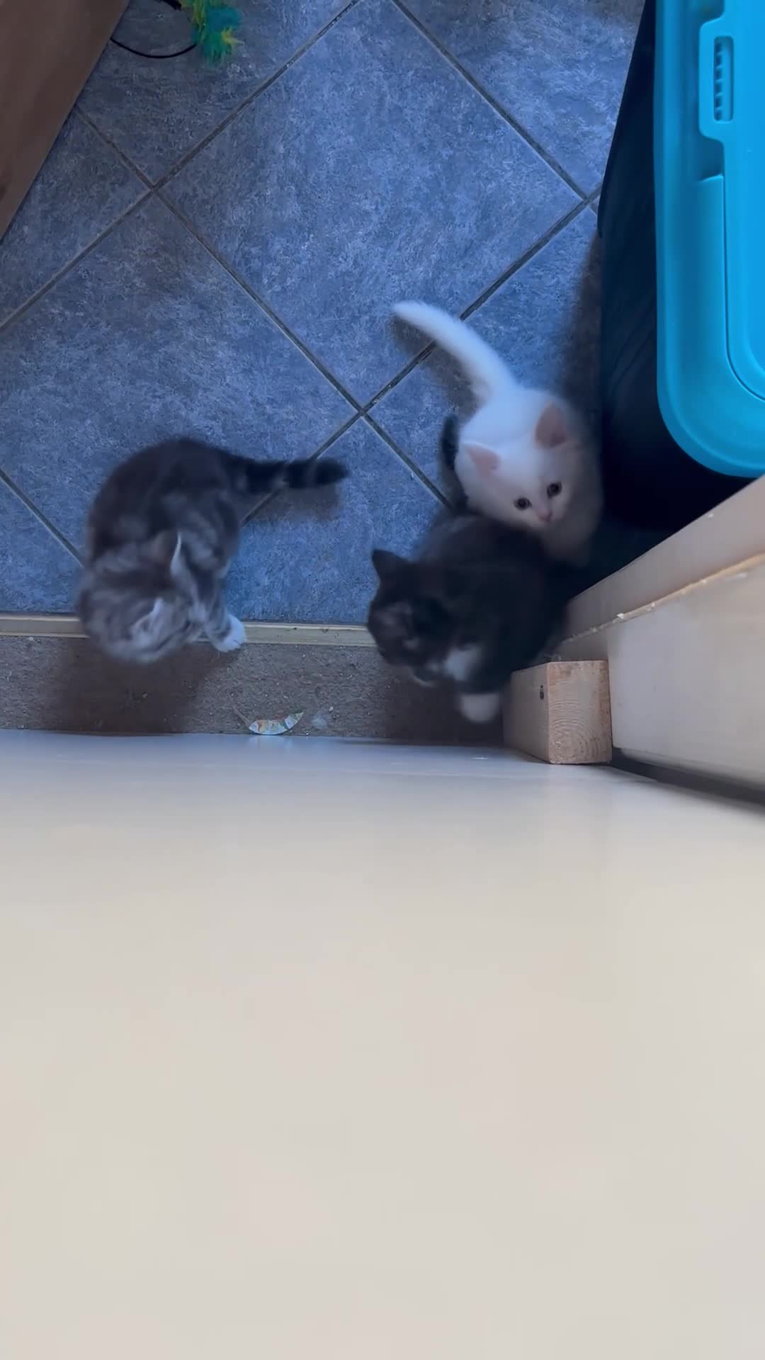 Ragcoon cats for sale: Stunning Ragcoons 😍 ** last kitty available!** - Video 3