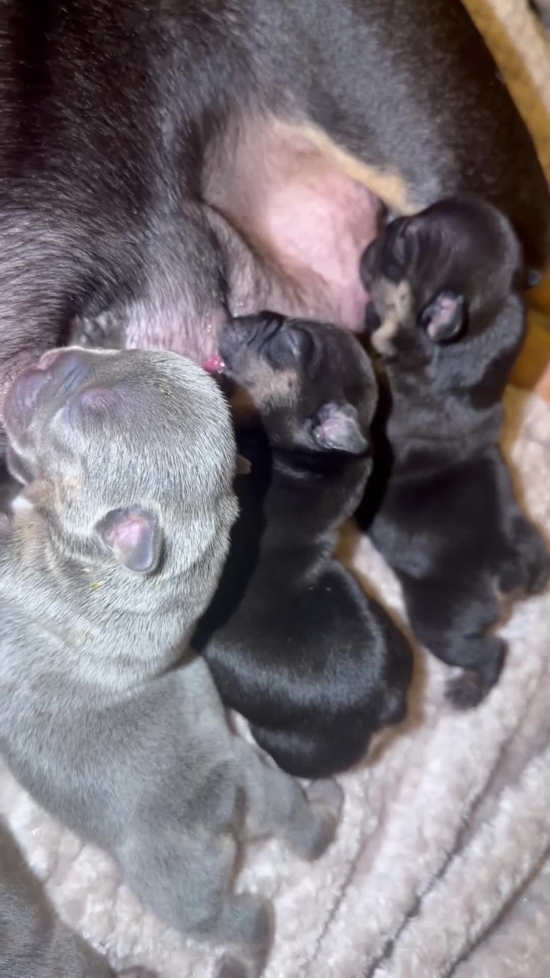 French Bulldog dogs for sale: Stunning French Bulldog Pups  - Video 1