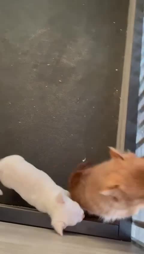 Chihuahua dogs for sale: Chihuahua  - Video 1