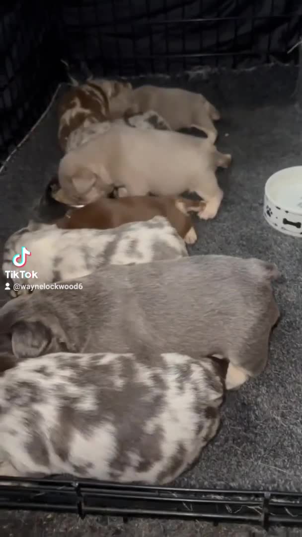 French Bulldog dogs for stud: RAGNAR lilac tan visual fluffy frenchbulldog stud  in Pontefract - Video 4