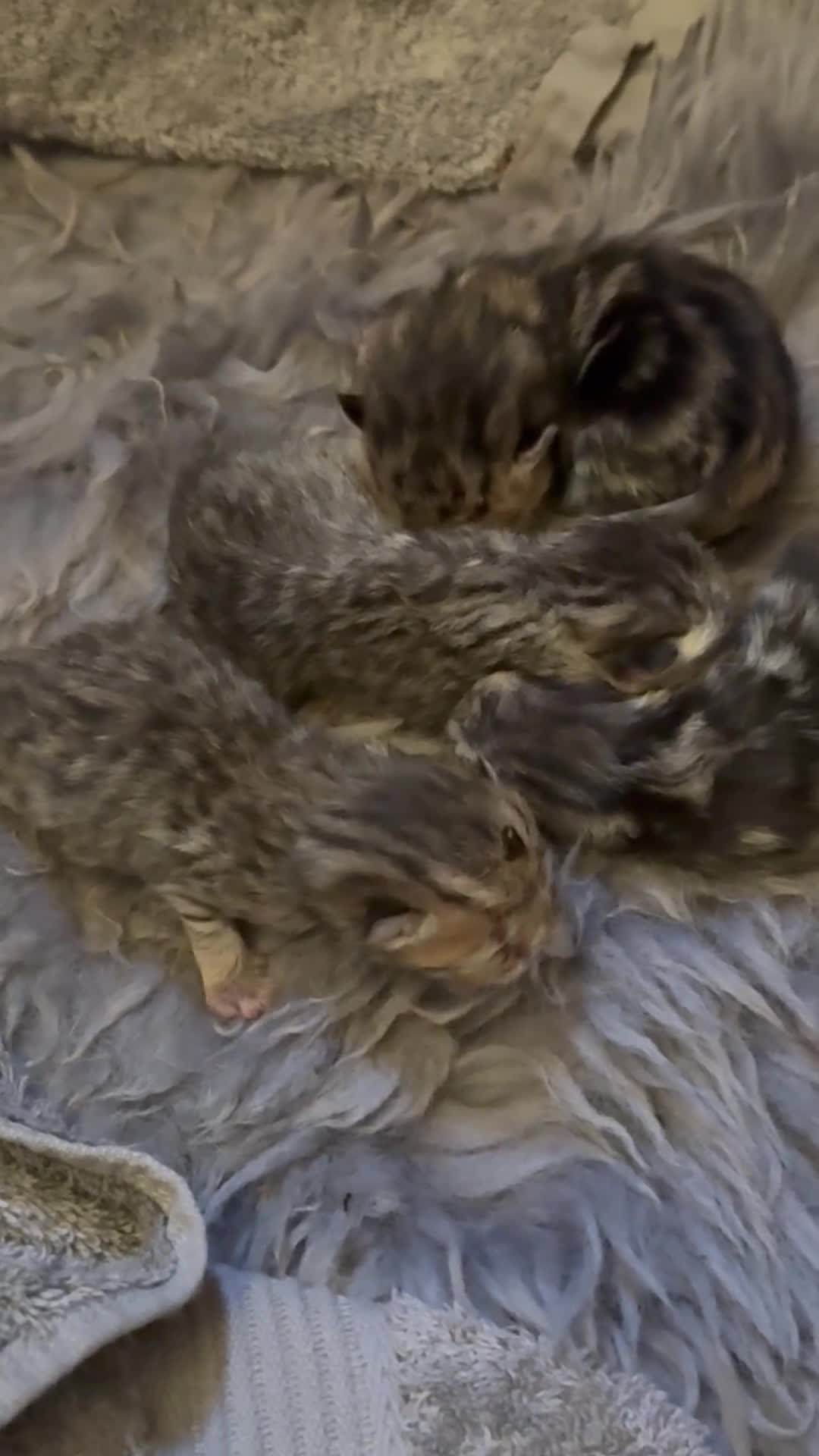 Exotic cats for sale: Exotic Shorthair Cross Kittens in Shifnal - Video 1