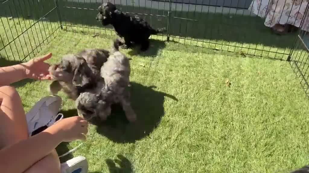 Cockapoo dogs for sale: Merle cockapoo puppies health tested in Ashford - Video 1
