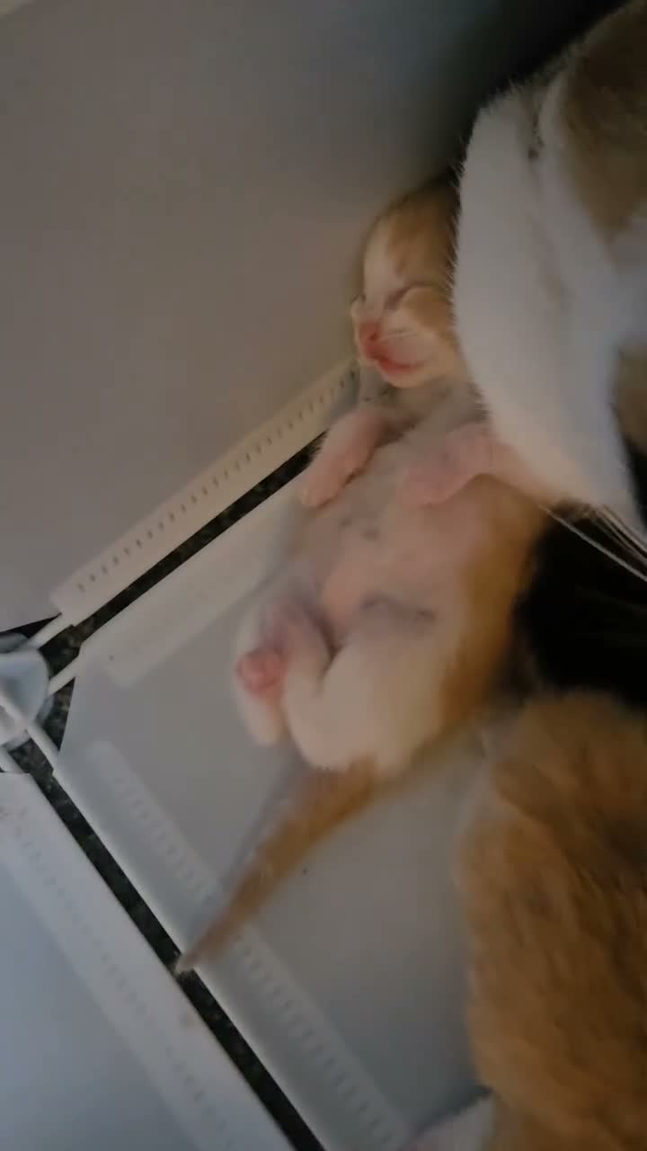 Mixed Breed cats for sale: Ragdoll/calico kittens  - Video 1