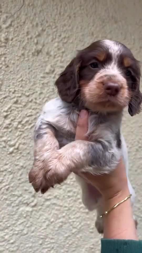 Cocker Spaniel dogs for stud: Blue roan and tan cocker stud dog in Frome - Video 1