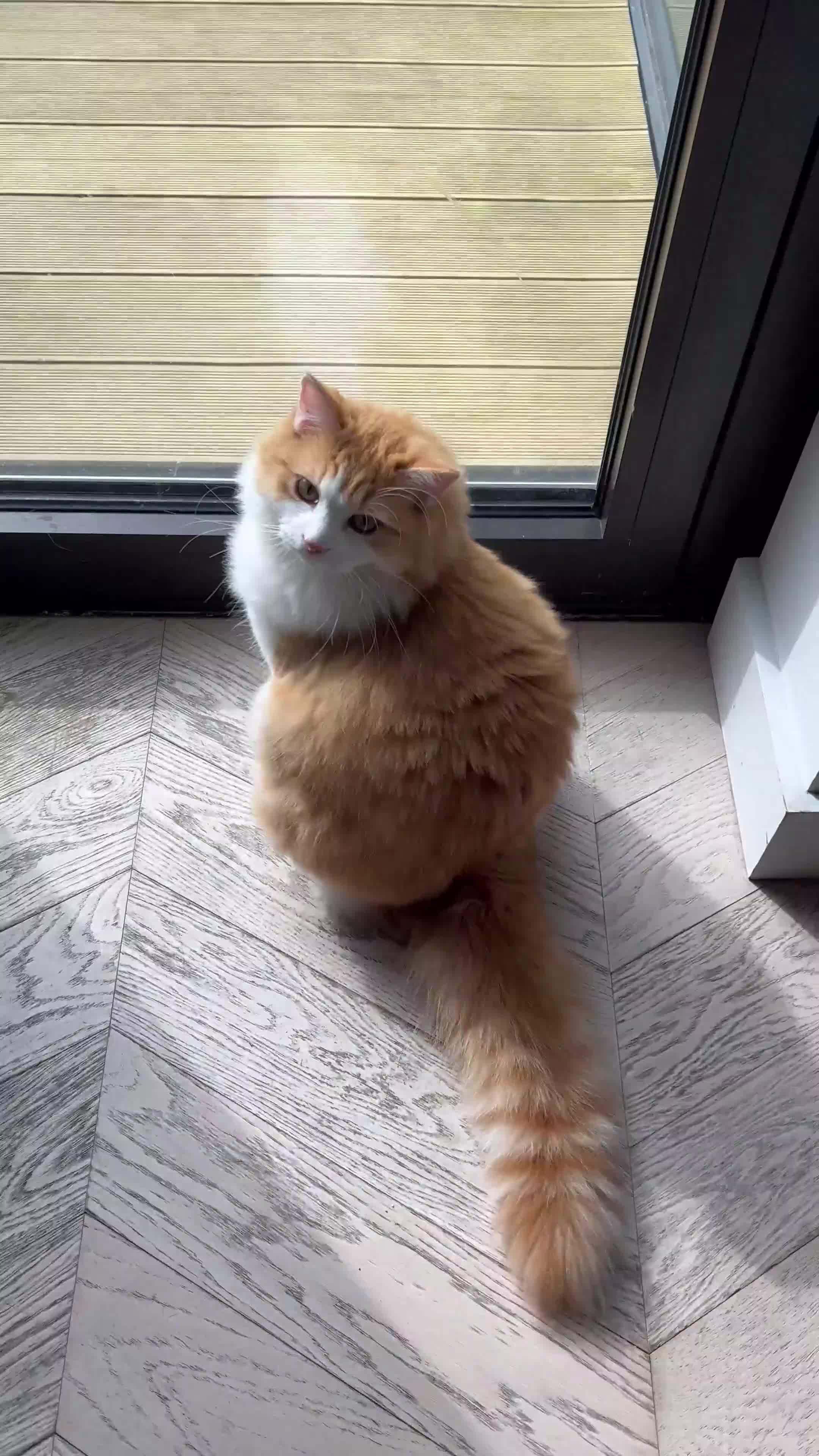 Mixed Breed cats for sale: Cream and white mixed Ragdoll Boy - Video 1