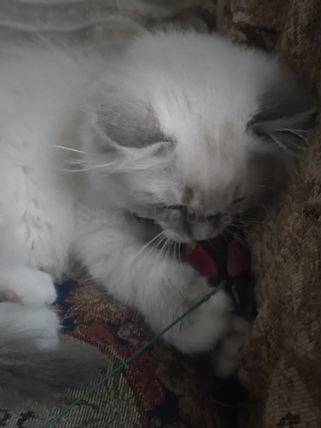 Ragdoll cats for sale: Gorgeous Snow Leocats: RagdollxSiberianxHimalayan! - Video 2