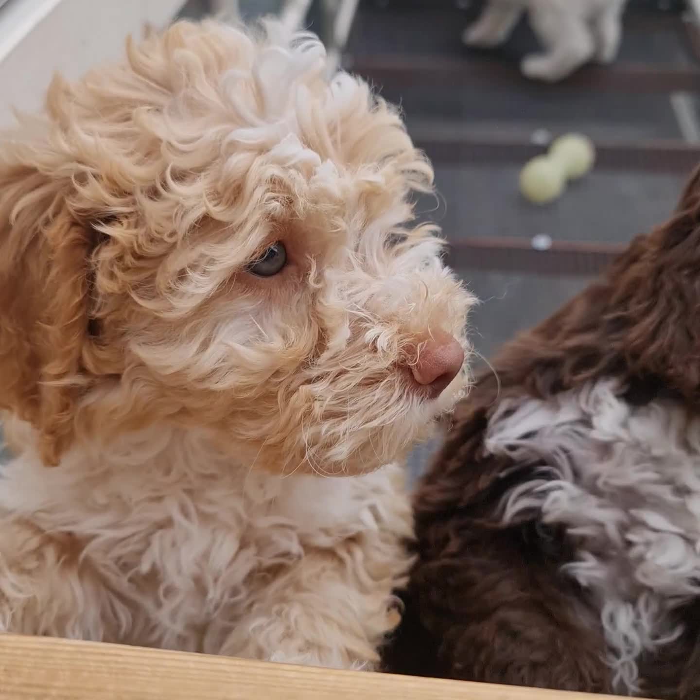 Lagotto Romagnolo dogs for sale: ❗️Ready to go❗️Lagotto - The best breed ever in London - Video 3
