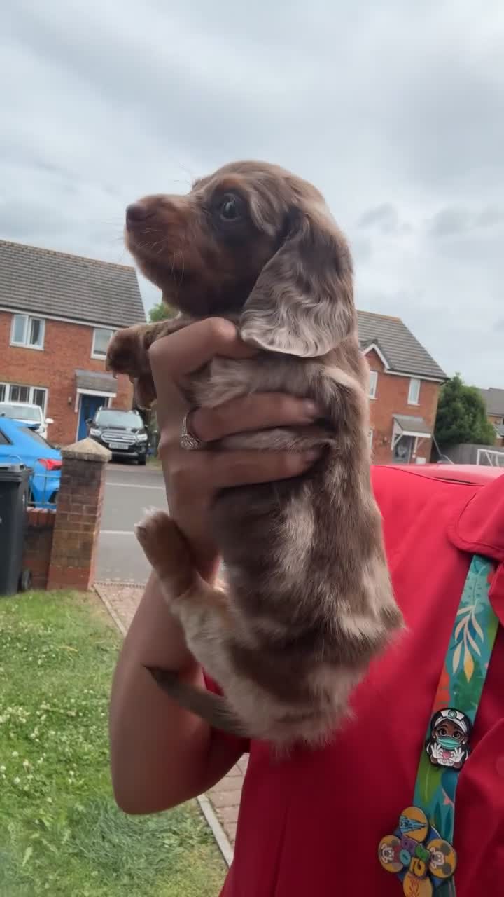 Miniature Dachshund dogs for sale: Short haired dachshunds  - Video 2
