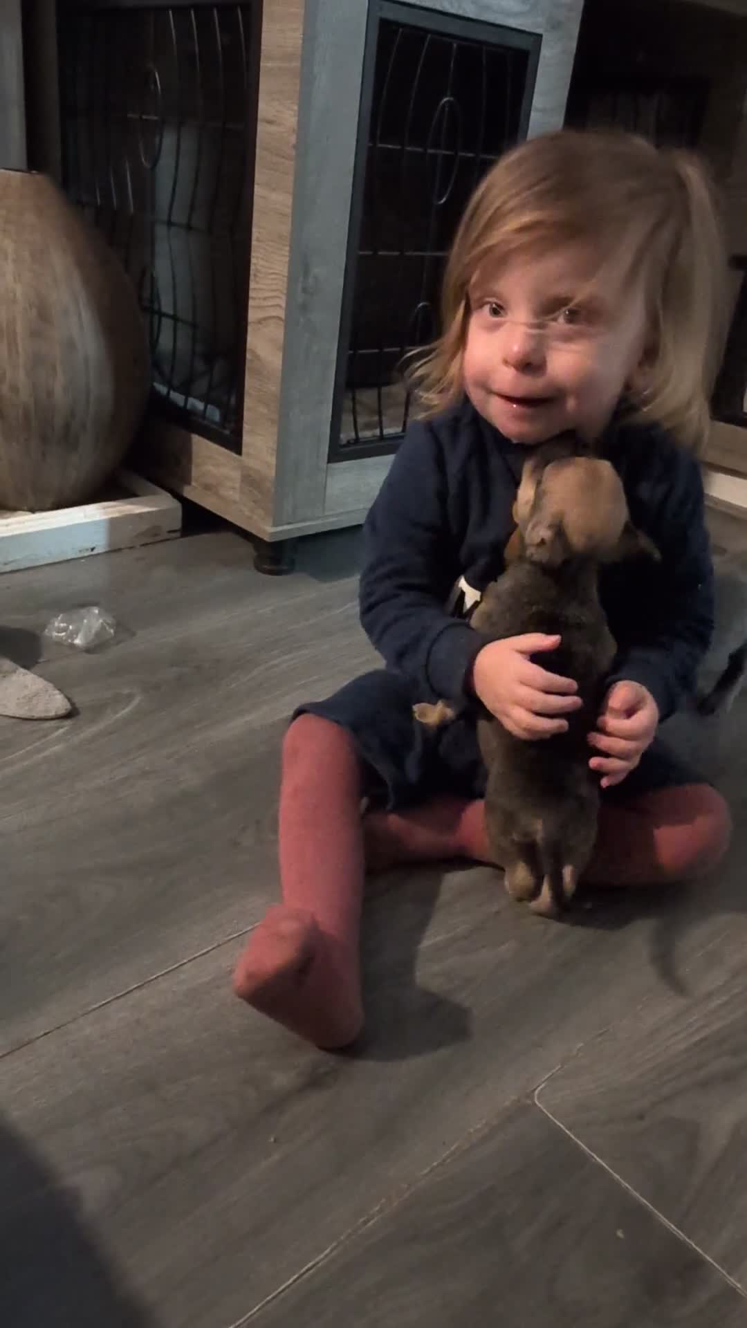 Mixed Breed dogs for sale: Beautiful french bulldog x pocket bully pups - Video 1