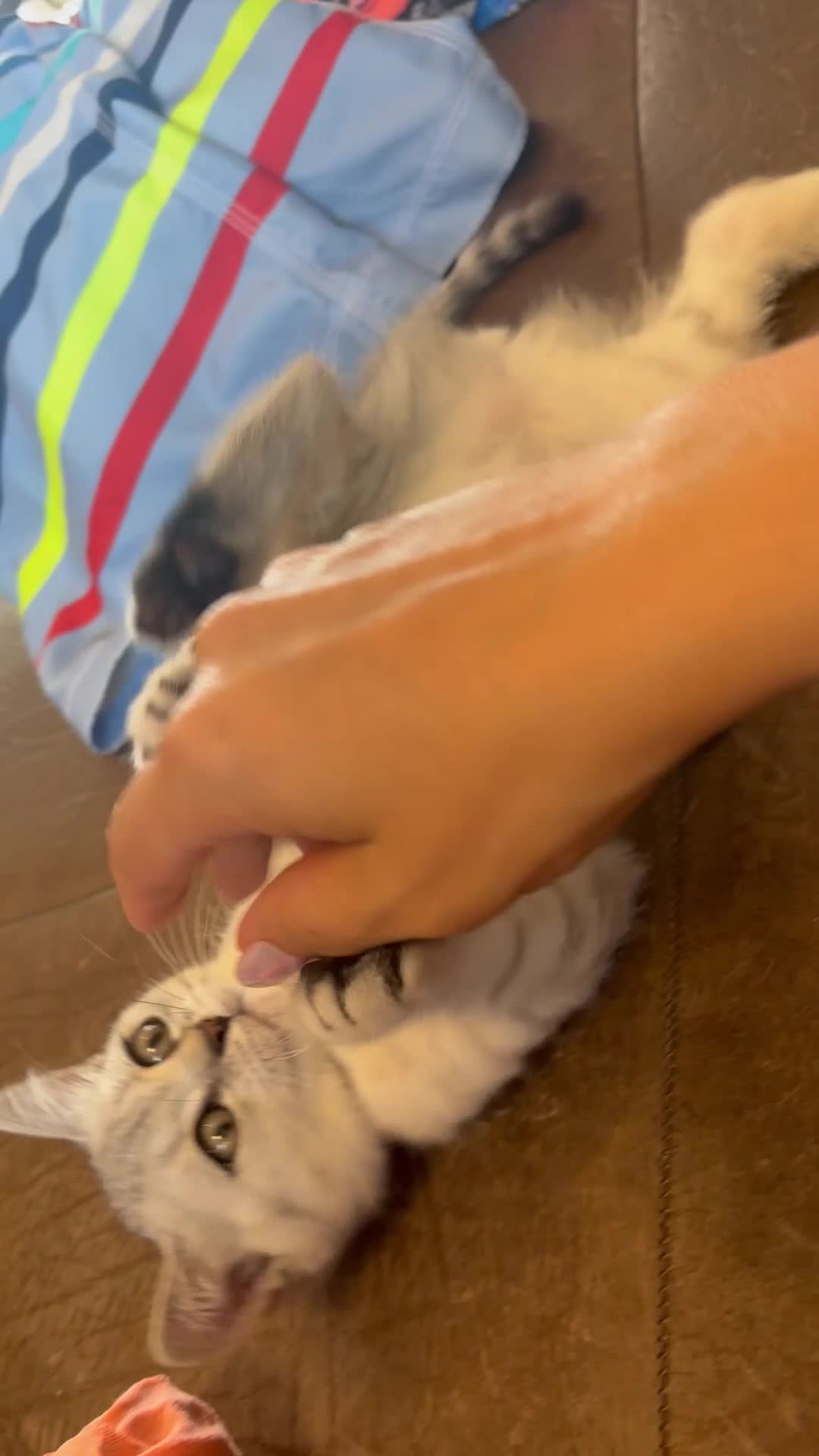 British Shorthair cats for sale: ✨LAST KITTEN LEFT✨OPEN TO OFFERS FOR RIGHT HOME✨ - Video 2
