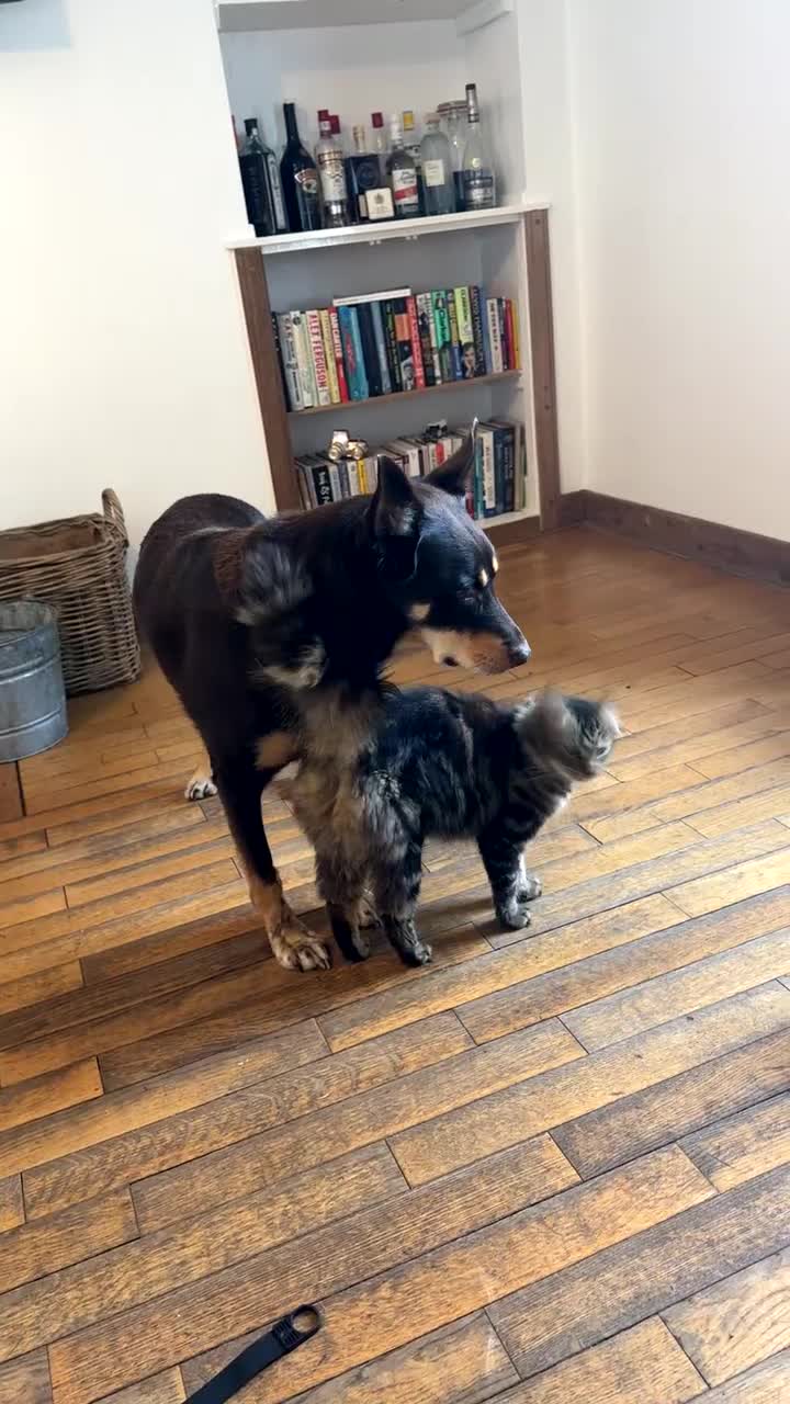 Mixed Breed cats for sale: Tabby kitten and mother available  - Video 1