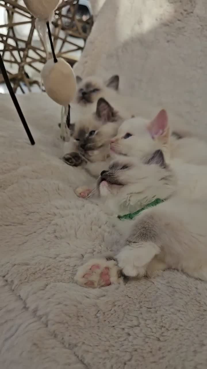 Ragdoll cats for sale: Pure Ragdoll Kittens Ready Leave Now  in Basildon - Video 1
