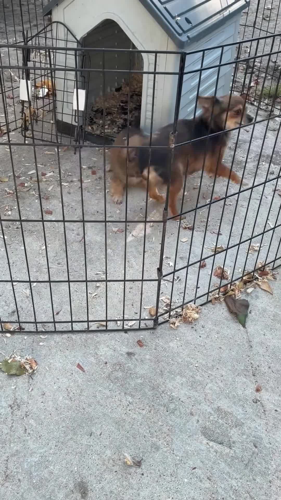 Pomchi dogs for sale: 1 Male Pomeranian / Chihuahua  - Video 1