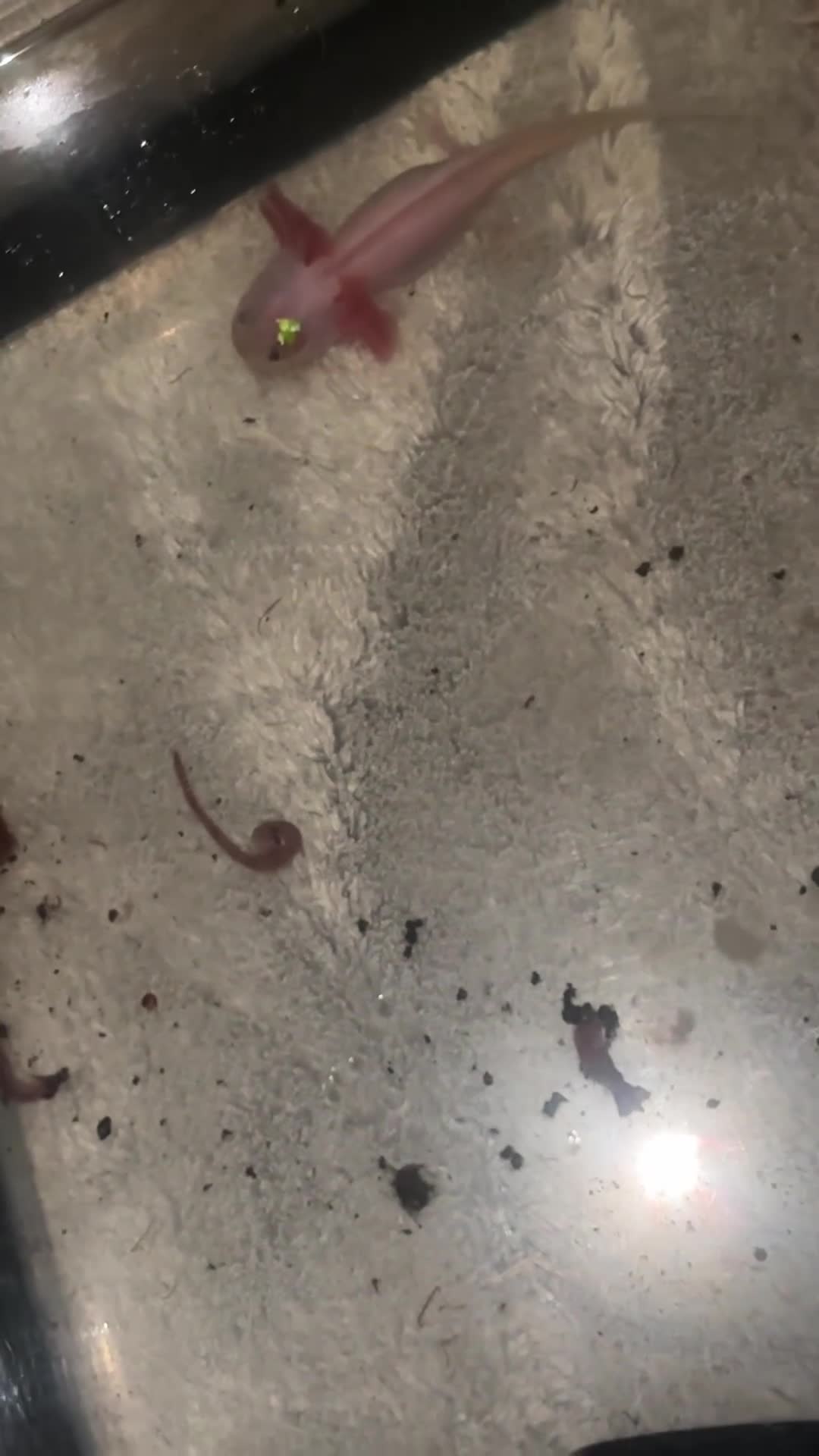 Axolotl reptiles for sale: Baby axolotl for sale  - Video 2