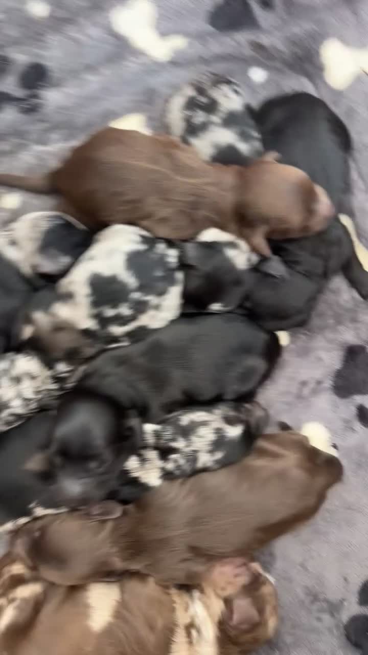 Cockapoo dogs for sale: 10 beautiful cockapoo puppies in Telford - Video 1
